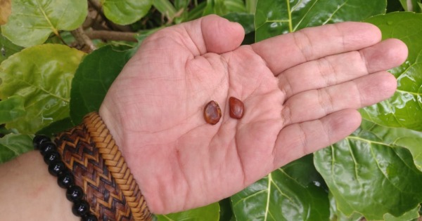 Mandhor Klungsu, Personal Branding,Hospitality Industry Consultant Indonesia in Bali - Telu Learning Consulting - Copywriter - Jasa Konsultan Hotel